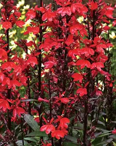 Lincolnshire Pond Plants Ltd Marginal Plants - Pond Plants (Lobelia Cardinalis)  - 3x 1 Litre Plants