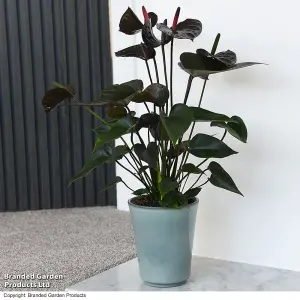 Gift Anthurium Black Love 12cm Pot x 2