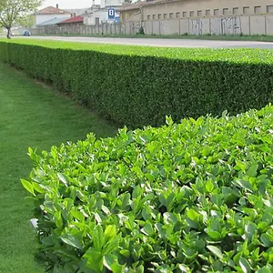 Ligustrum Ovalifolium - Hardy Green Privet Hedging, Low Maintenance (20-40cm, 5 Plants)