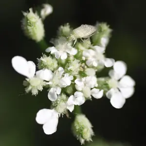 Wildflower Upright Hedge Parsley 1 Seed Packet (250 Seeds)