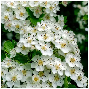 30 Hawthorn Hedging Plants 20-30cm Tall In 1L Pots ,Wildlife Friendly Hawthorne Hedges 3FATPIGS