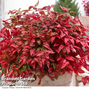 Nandina Blush Pink 9cm Potted Plant x 2