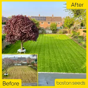 Boston Seeds BS Premier Lawn Grass Seed (5 x 20kg)