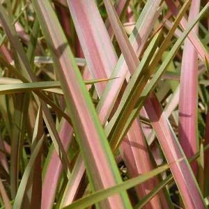 Jester New Zealand Flax Outdoor Shrub Plant Phormium Garden Plants 2L Pot