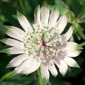 Involucrata Shaggy Masterwort Perennials Flowering Plants Astrantia Major 2L Pot