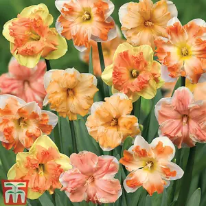 Daffodil (Narcissus) Rainbow Butterflies Mixed 20 bulbs (Size 12/14)