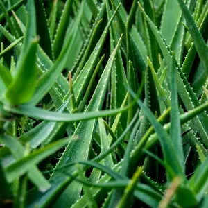 Aloe Vera Plant - Large Plant Around 30-40cm Including White Pot for The Home Or Office