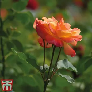 Climbing Rose  Masquerade - 2 Bare Root Plant