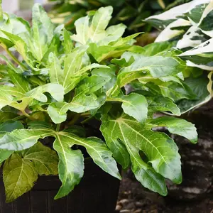 Fatsia Duo 9cm Potted Plant x 2