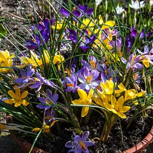 You Garden - Crocus Species Mixed, Pack of 40 Bulbs, Spring Flowering Bulbs for Planting Now UK