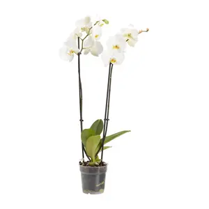 Verve Double Stem Moth orchid in Terracotta Plastic Grow pot 12cm