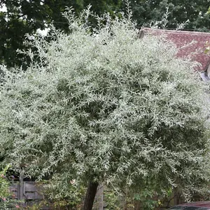 Pendula Weeping Willow Leaved Pear Tree Outdoor Pyrus 12L Pot 1.2m - 1.5m