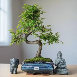 Chinese Elm (Ulmus Parvifolia) Bonsai Tree - Shaped - In 15cm Pot