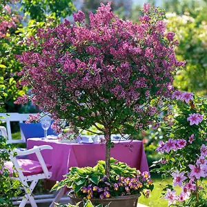 Standard Lilac Tree Syringa 'Palibin' 80-120cm Tall in a 3.5L Pot