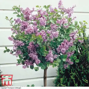 Syringa meyeri Palibin (Standard) 2 Litre Potted Plant x 4