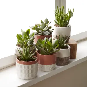 Verve Succulent in Assorted white, dark grey, terracotta or pale grey Ceramic Decorative pot 9cm