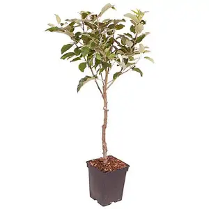 Gala' Apple Patio Fruit Tree in a 5L Pot 90 - 110cm Tall Grow Your Own Fruit Fruit Trees for Gardens