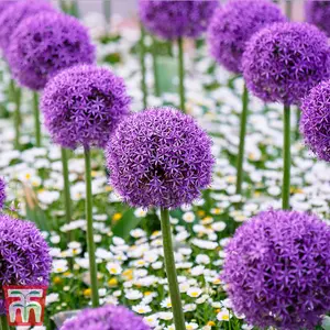 30 Allium Purple Sensation Bulbs