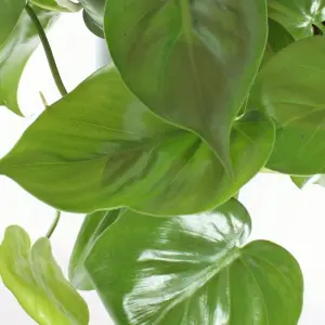 Philodendron scandens - Air Purifying Evergreen Indoor Plant in Hanging Basket, Bright Green Trailing Vines