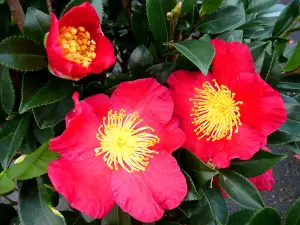 Camellia Yuletide in 2 Litre Pot - Gift Wrapped with Festive Red Bow