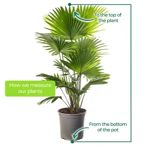 Livistona Palm - Elegant and Tropical Indoor Plant for Interior Spaces (80-90cm Height Including Pot)