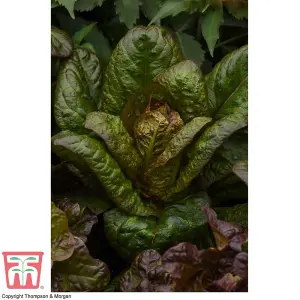 Lettuce (Romaine/Cos) Intred 1 Seed Packet (200 Seeds)