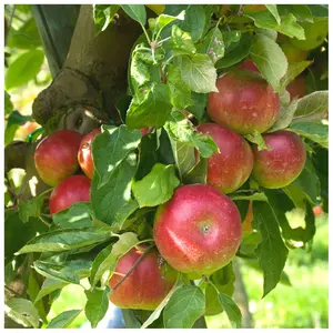 Dwarf Patio Howgate Wonder Apple Tree Ready to Fruit, Juicy & Sweet, Cook & Eat 3FATPIGS