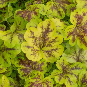 Heucherella Solar Power - Bright Green Foliage with Deep Red, Perennial Plant (15-30cm Height Including Pot)