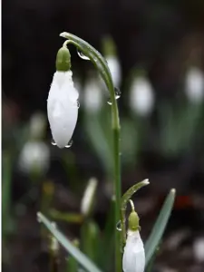 BS Snowdrop (Common) Bulbs (Galanthus nivalis) (250 Bulbs)