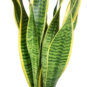 Sansevieria Laurentii - Air Purifying Indoor Plant with Variegated Foliage, Ideal for Beginners (30-40cm Height Including Pot)