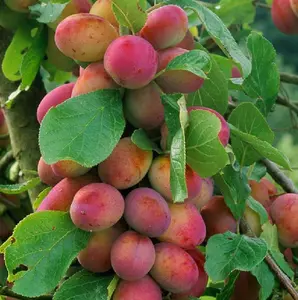 Prunus Victoria Plum Fruit Tree 4-5ft Tall Supplied Bare Rooted