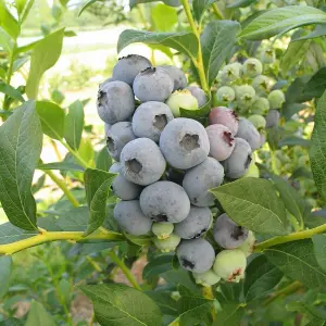 Blueberry Bush 'Bluecrop' Plant in 1.5L Pot - Heavy Cropping Vaccinium