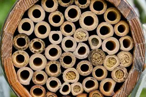 The Wildlife World Bee Barrel For Solitary Bees