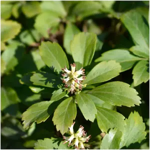 Pachysandra Terminalis Green Carpet / Japanese Spurge in 9cm Pot, Groundcover 3FATPIGS