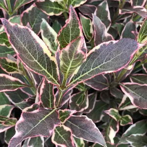 Weigela All Summer Monet Garden Plant - Variegated Foliage, Purple Blooms, Compact Size (20-30cm Height Including Pot)