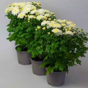 3 x White Chrysanthemum Garden mums in 10.5cm Pots