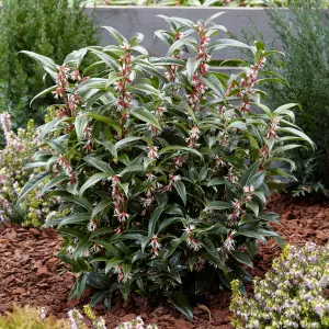 Sarcococca Hookeriana 'Winter Gem' Plant in a 4.6L Pot - Evergreen Christmas Sweetbox Plant