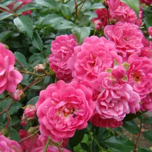 Rose Bush Lovely Fairy in 14cm Pot - Pink Summer Autumn Outdoor Low Growing Groundcover Plant for Bedding, Containers or Borders