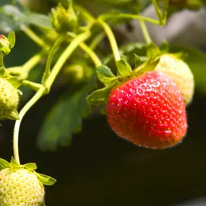 Strawberry Cambridge Favourite Bare Root - Grow Your Own Bareroot, Fresh Fruit Plants, Ideal for UK Gardens (10 Pack)