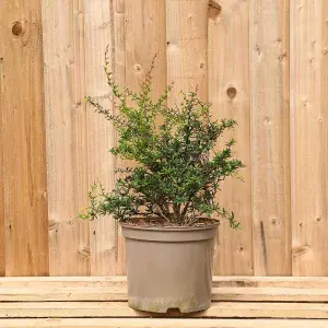 Hedges Direct Berberis Evergreen 30cm Height Evergreen Hedge Plant