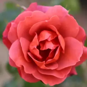 Hot Chocolate Rose Bush Red Flowering Roses Floribunda Rose 4L Pot