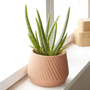 Verve Aloe vera in Terracotta Plastic Grow pot 12cm