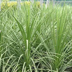 Cordyline Australis Garden Plant - Striking Foliage, Architectural Beauty (15-30cm Height Including Pot)