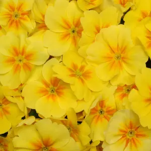 Polyanthus Yellow Bedding Plants - Sunshine Blooms (6 Pack)