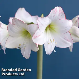 Amaryllis Picotee (Hippeastrum) 2 Bulbs