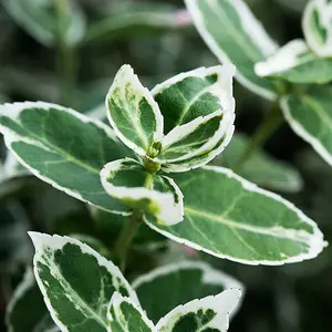 Euonymus Emerald Gaiety Garden Shrub - Variegated Foliage, Compact Size, Hardy (15-30cm Height Including Pot)