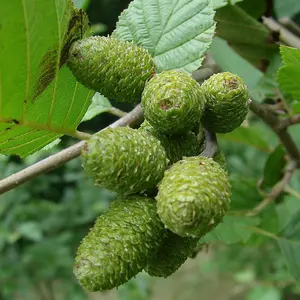 Alnus Incana 'Grey Alder' Bare Root Hedge Hedging Tree Plants (2-3ft, 250 Plants)