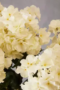 Cream Hydrangea Stem Artificial Plant Foliage