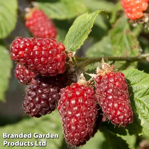 Fruit Tayberry (Rubus) 9cm Potted Plant x 3