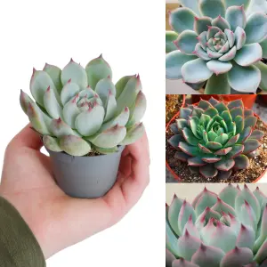 Echeveria Parva Succulent in 6 cm Pot - Low Maintenance Indoor Plant